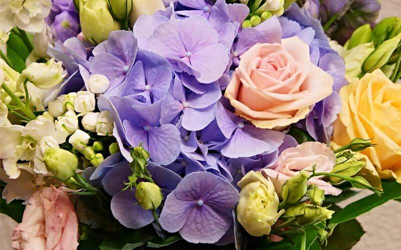 ハーバリウム用 あじさい 紫陽花 花材 花 ドライフラワー ブリザーブドフラワー