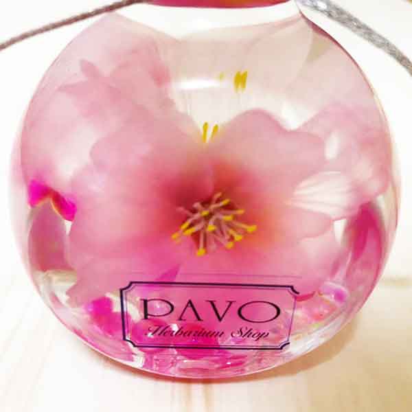 桜-ハーバリウム-アップ ハーバリウム 桜 Ver. 自宅で さくら お花見 プレゼント にも